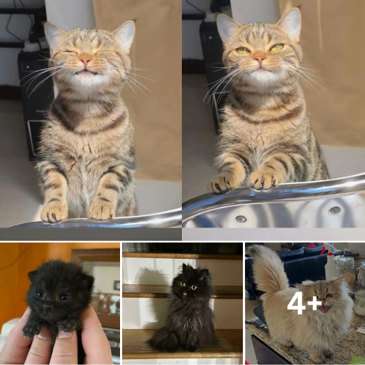 10 Times Cats Melted Hearts: These Adorable Moments Will Leave You Smiling All Day!