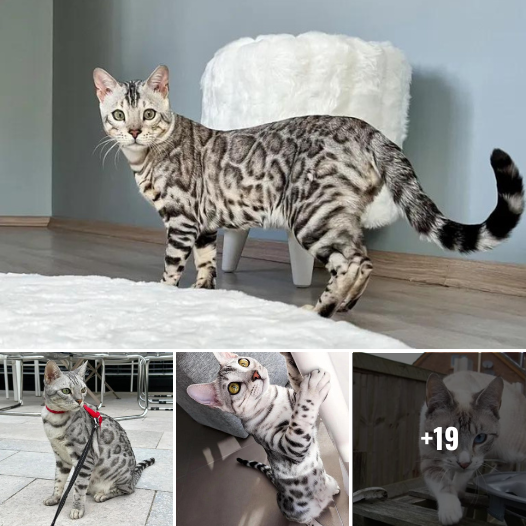 Step into the World of Feline Elegance: Unveil 10 Astonishing Facts About the 2023 Silver Bengal Cat – Stunning Photos Included