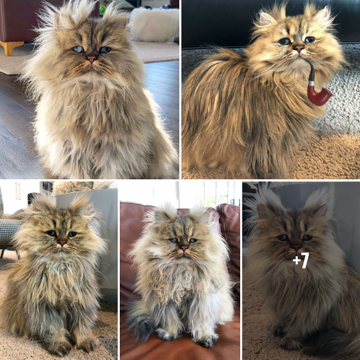 “30 Times Barnaby the Persian Cat Captured Our ‘Pre-Coffee’ Mood Perfectly!”