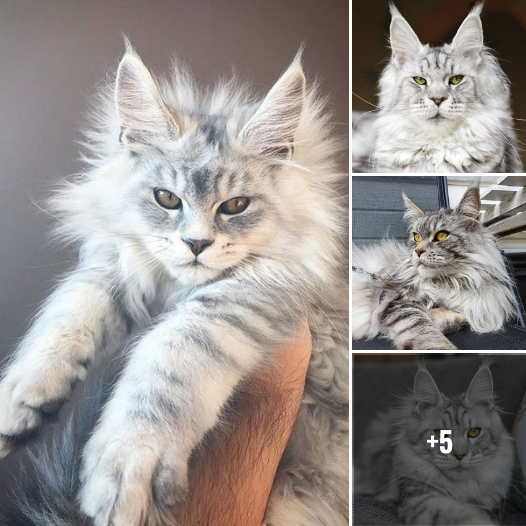 “Giant Paws, Big Heart: Fall in Love with Luna, the Adorable 14-Week-Old Maine Coon Prodigy!”
