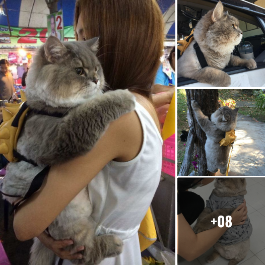 “😻✨ You’ve Never Seen a Cat This Huge! Thailand’s Bone Bone is the New Feline Celebrity You Can’t Miss on Instagram! #BigCatLove #BoneBoneSensation #InstaCats”