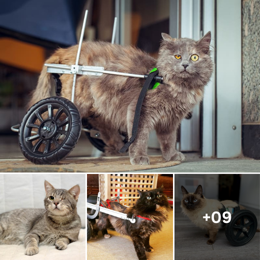 Thinking of Adopting a Disabled Cat? Here Are 10 Essential Tips That Will Change the Game