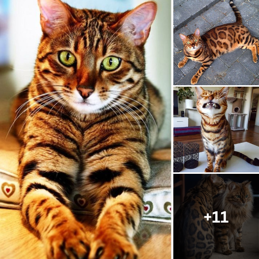 Meet the Majestic Bengals: Inside the World of the Most Captivating Cat Breed!