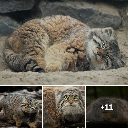 “Adorable Overload: Zelenogorsk’s Pallas’s Cat Relaxing on Its Tail – Exclusive Pictures Inside!”