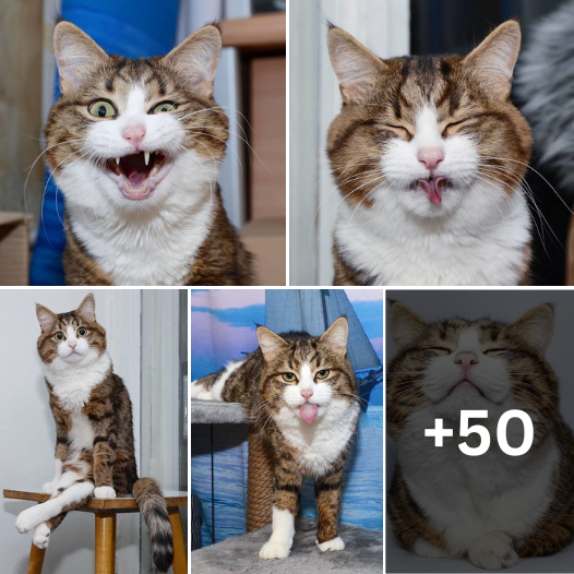 “Hilarity Against the Odds: This Cat’s Inspiring Journey Will Amaze You!”