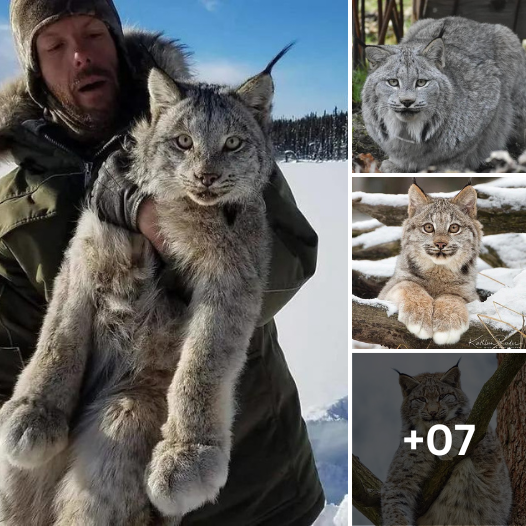 “Meet Canada’s Mystical Forest Dweller: The Lynx Cat Like You’ve Never Seen Before”