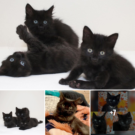 Foster Heroine: Woman Rescues Trio of Unlikely ‘Babies’ – Meet Bat, Goblin, and Vamp in Their New Forever Home