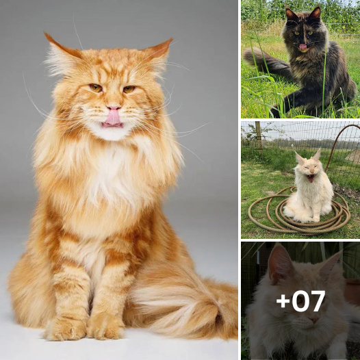 Maine Coon Mystique: Unraveling the Charm of These Majestic Cats