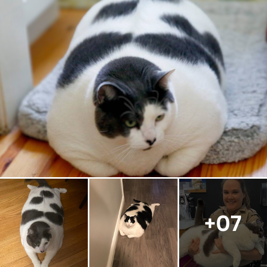 Meet the Majestic 40-Pound Cat: A Whimsical Adventure in Gourmet Indulgence!