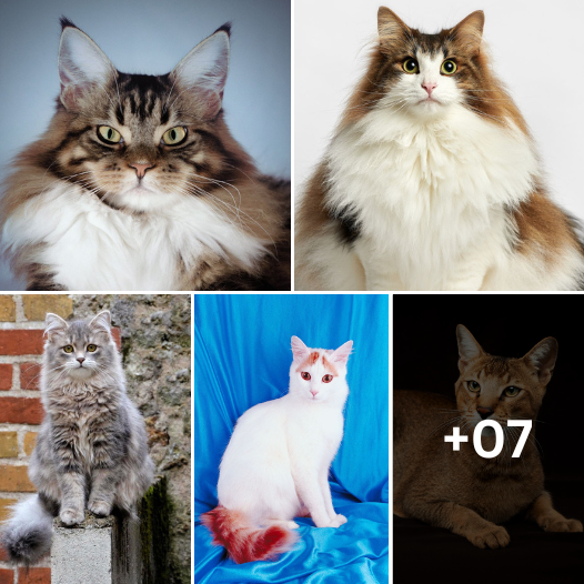 10 Large Cat Breeds That Would Be the Purr-fect Addition to Your Home