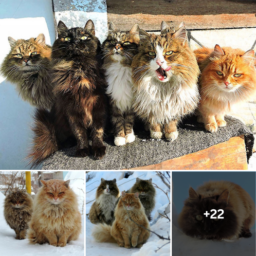 Majestic Siberian Farm Cats Reign Supreme, Claiming Ownership of Farmer’s Land