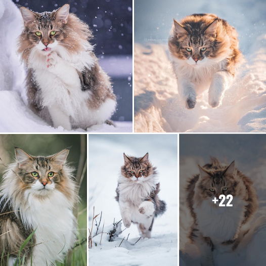 Into the Wild with Elegance: This Norwegian Forest Cat’s Outdoor Adventures Are Pure Magic