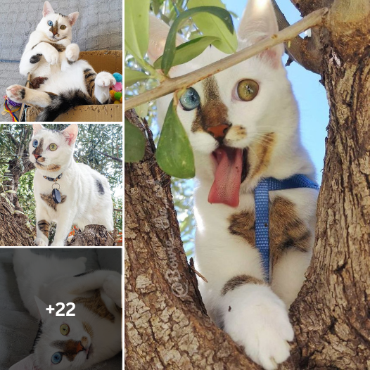 “Bow-Wow! Get to Know Bowie, The One-of-a-Kind Cat with Heterochromia.”