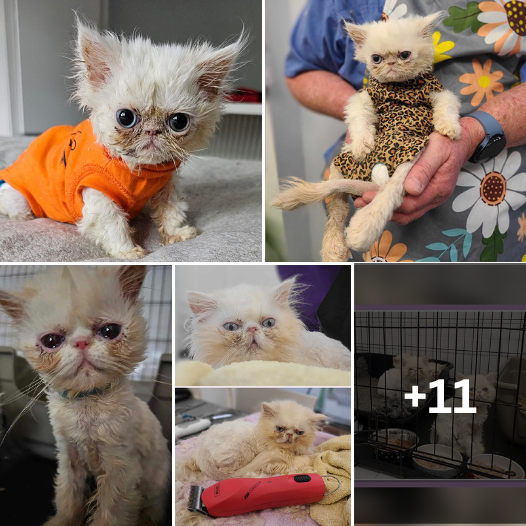 “The Heartwarming Journey of Mucky Mushroom: How Compassionate Cat Lovers Are Nursing This Precious Kitten Back to Health!”