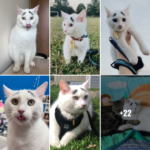 Meet Hénri: The Eyebrow-Cat Phenomenon Captivating Hearts Worldwide