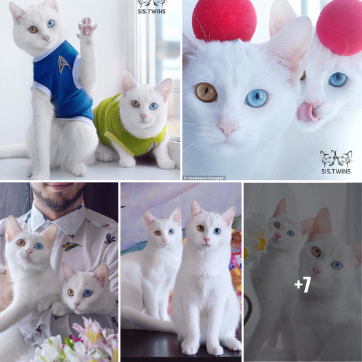 “Double Trouble with Double Charm: The Bowie Cats with Mesmerizing Odd Eyes Are Conquering Hearts!”