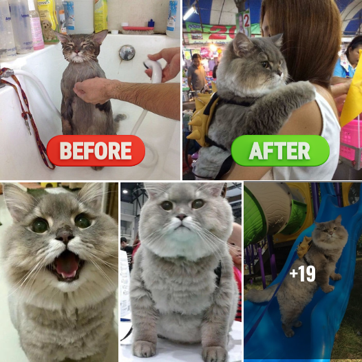 Unleash the Feline Frenzy: Meet ‘Bone Bone’, Thailand’s Fluffiest Cat Sensation that’s Capturing Hearts Worldwide!