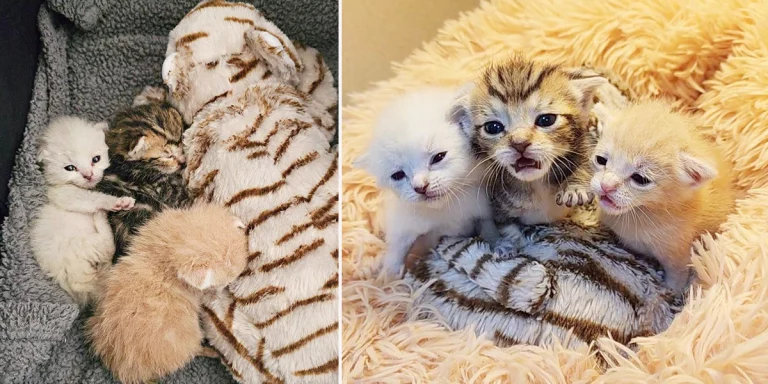 Three Bottle Babies Have Rescuers Saying ‘Lions, Tigers, and Bears, Oh My!