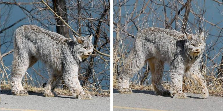 Gorgeous Wild Cat Turns Heads As She Casually Struts Down Street